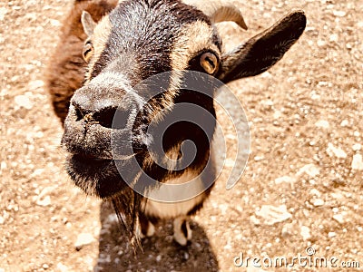 Brown goat at a petting zoo Stock Photo