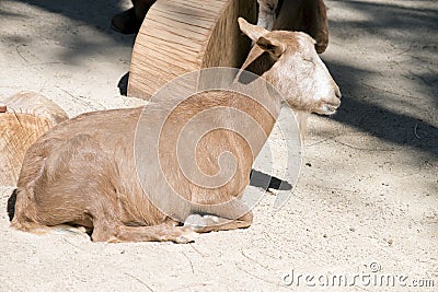 the brown goat is resting in the sun Stock Photo