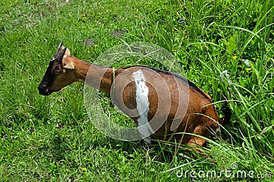 Brown goat sitting Stock Photo