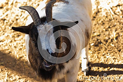 A brown goat smile to the camera Stock Photo