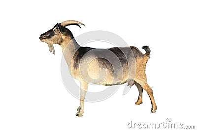 Brown goat Stock Photo