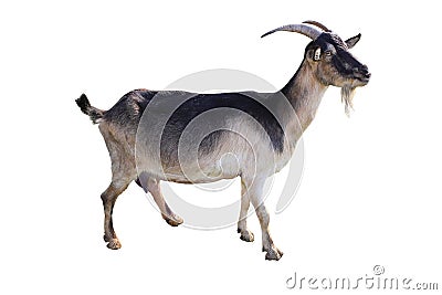 Brown goat Stock Photo