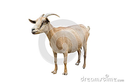 Brown goat Stock Photo