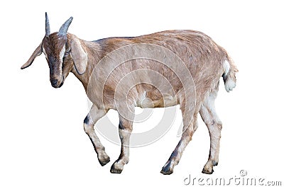 Brown goat on white Stock Photo