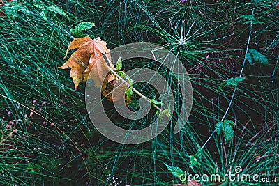 Brown golden dead fallen autumn leaf on horsetail Stock Photo