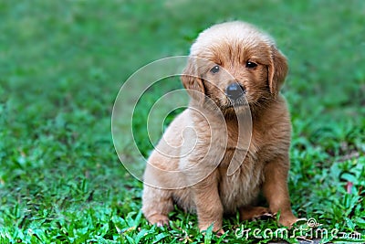 Brown Golden retriever puppy sitting outdoors Stock Photo