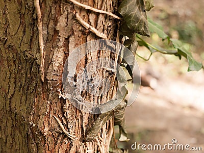 Brown and Golden Tree Bark Up Close with Leaves and Twigs Hanging on Stock Photo