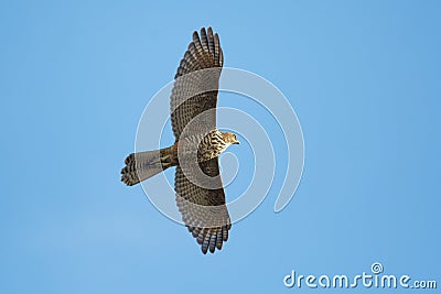 Brown goshawk - Accipiter fasciatus medium-sized bird of prey in the family Accipitridae found in Australia and surrounding island Stock Photo