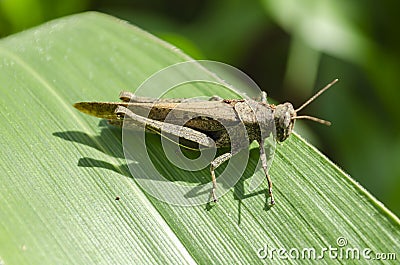 Brown Grasshopper On Green Maize Leaf Stock Photo