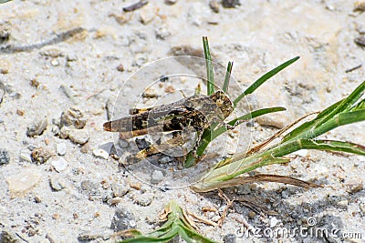 brown grasshopper in the sand Stock Photo