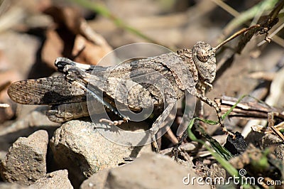 brown grasshopper very well camouflaged in the soil Stock Photo