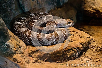 Brown and Gray Snake Coiled Stock Photo