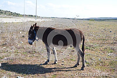 Brown and grey donkey in the countryside. The donkey is in danger of extinction. Family of equine animals donkey, mule, horse Stock Photo