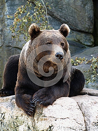 Brown grizzly bear Stock Photo