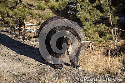 Brown Grizzly bear coming out of hibernation in forest Stock Photo