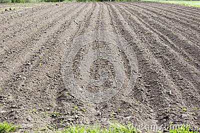 Brown ground plowed field, harrow lines. Arable background. A freshly ploughed field Stock Photo