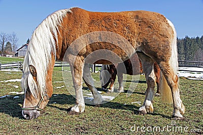 Brown Haflinger horses Stock Photo