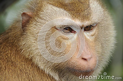 Brown haired Rhesus Monkey Stock Photo