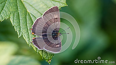 Brown Hairstreak, the male is dark brown on the upperside with orange tails, on the blackcurrent leaf Stock Photo