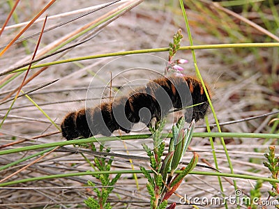 Brown hairy caterpillar , Lithuania Stock Photo