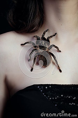 brown hairy tarantula spider sits on a young girl's collarbone Stock Photo