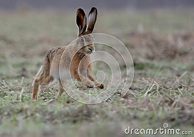 Brown Hare Stock Photo