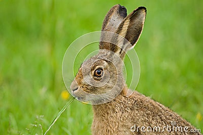 Brown Hare eating grass Stock Photo