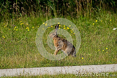 Brown hare sits by the wayside in a meadow Stock Photo