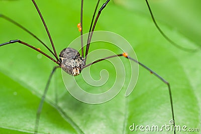 Brown harvestman (Daddy Longlegs) resting on leaf Stock Photo