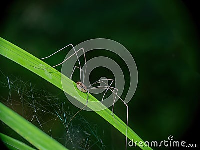 Brown harvestman, Phalangium opilio arachnid on grass. Stock Photo