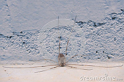 Harvestman Stock Photo