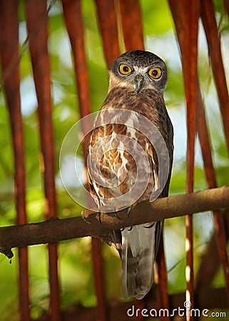 Brown Hawk Owl, Ninox scutulata, roosting in hidden place Stock Photo