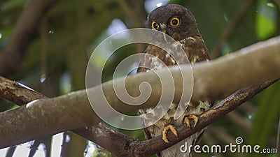 Brown Hawk-Owl on Tree Branch Stock Photo