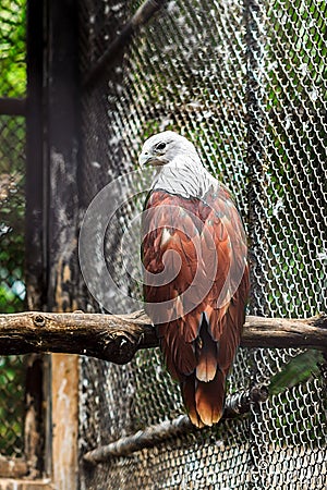 Brown hawk white head Stock Photo