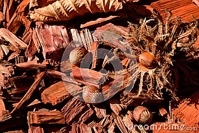 Brown hazelnuts on red wood mulch. seed closeup. fall season Stock Photo