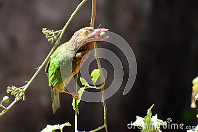 A theif to vegetable garden Stock Photo