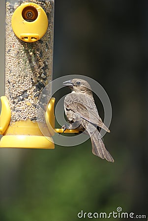 Brown-headed Cowbird Stock Photo