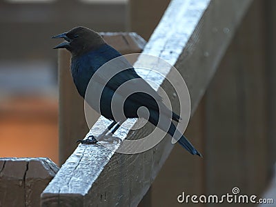 Brown Headed Cowbird Perched on a Railing Stock Photo