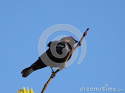 Brown Headed Cowbird Stock Photo