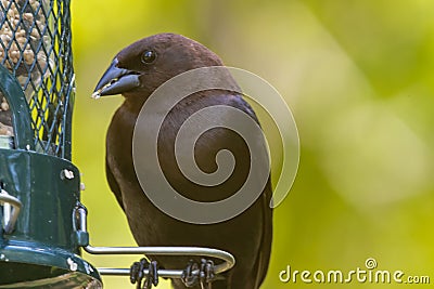 Brown-headed Cowbird siting on a yard bird feeder Stock Photo