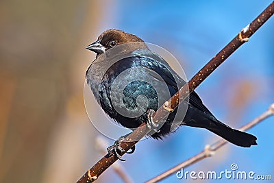 Brown-headed Cowbird Stock Photo