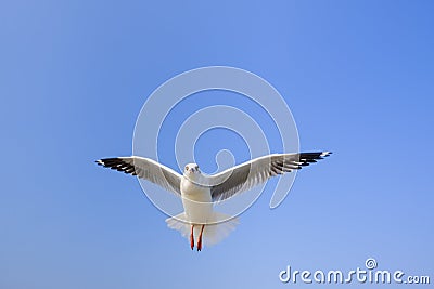 Brown-headed gull The Seagull It is different from other seagull Stock Photo