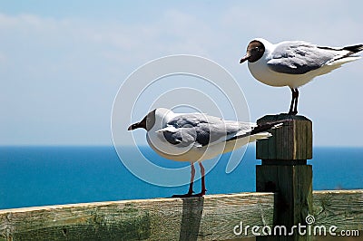 Brown-headed gulls Stock Photo