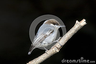 The Brown-headed Nuthatch (Sitta pusilla) Stock Photo