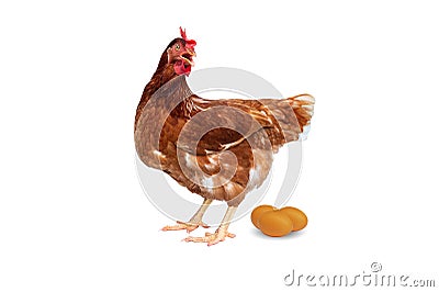 Brown hen with eggs isolated on white background, Chicken isolated on white Stock Photo