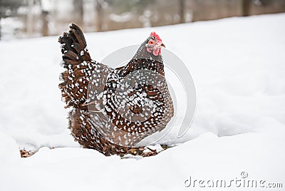 Brown hen forages in the winter snow Stock Photo