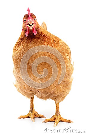 Brown hen isolated. Stock Photo