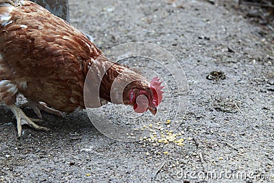 Brown hen pecking corn in the chicken coop Stock Photo