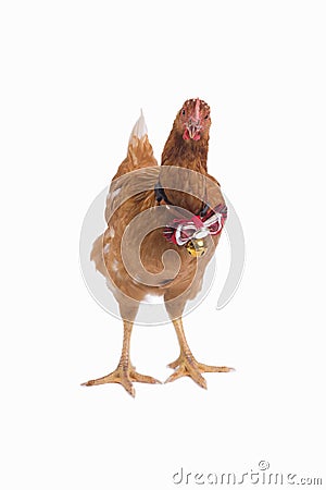 Brown hen standing with red ribbon on neck. Stock Photo