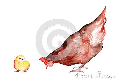 Brown hen and yellow chick isolated on white background Cartoon Illustration